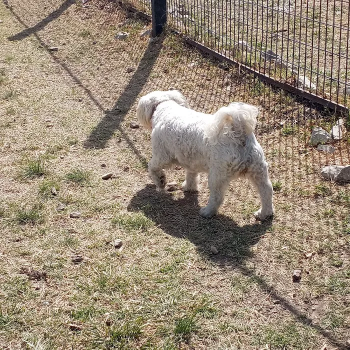 Pearsall Dog Park 6