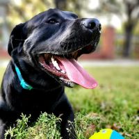 Meadows Dog Park ico