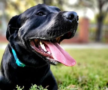 Meadows Dog Park
