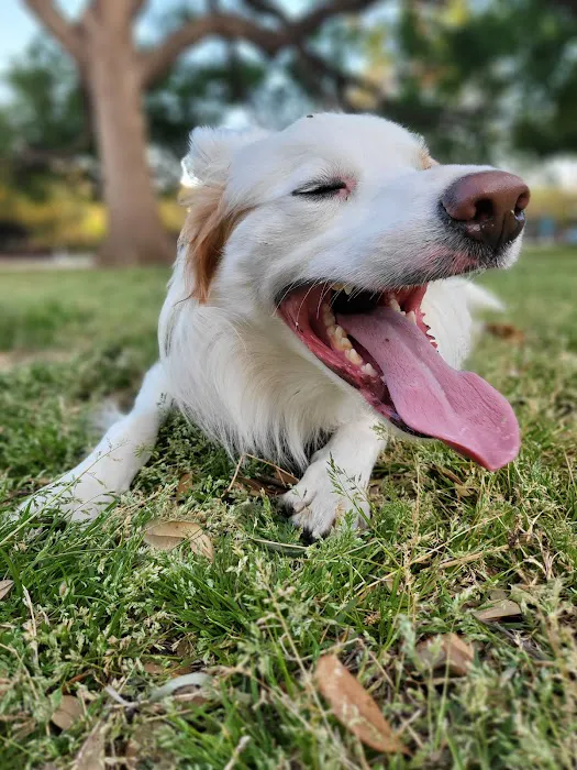 Meadows Dog Park 2