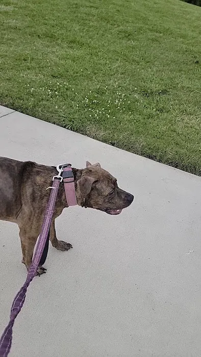 Crockett Dog Park 8