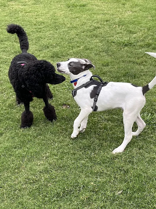 Crockett Dog Park 7