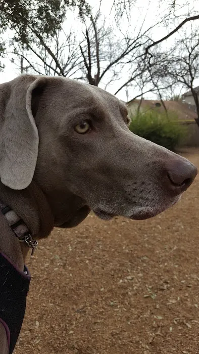 Central Commons Community Dog Park 9