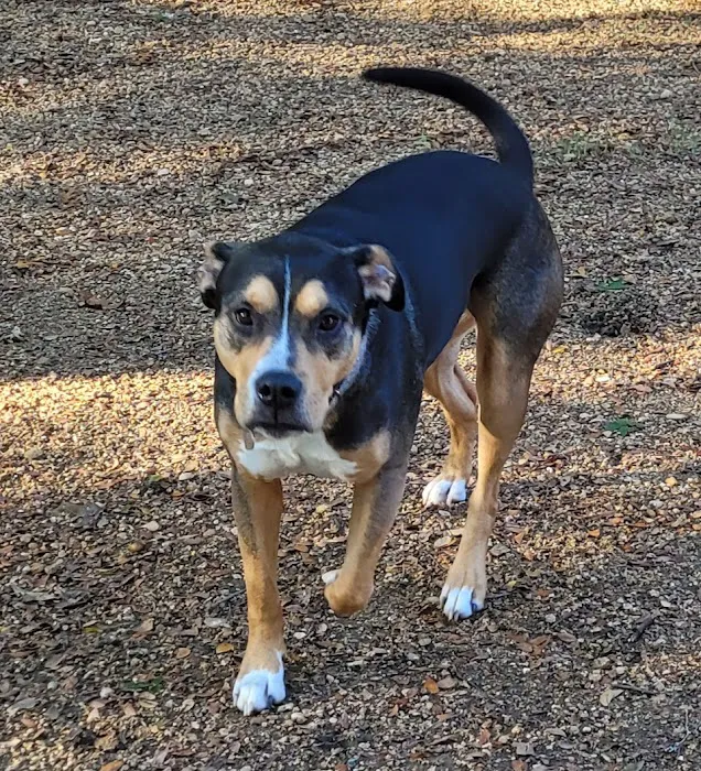 Central Commons Community Dog Park 7