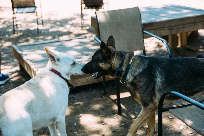Central Commons Community Dog Park 6