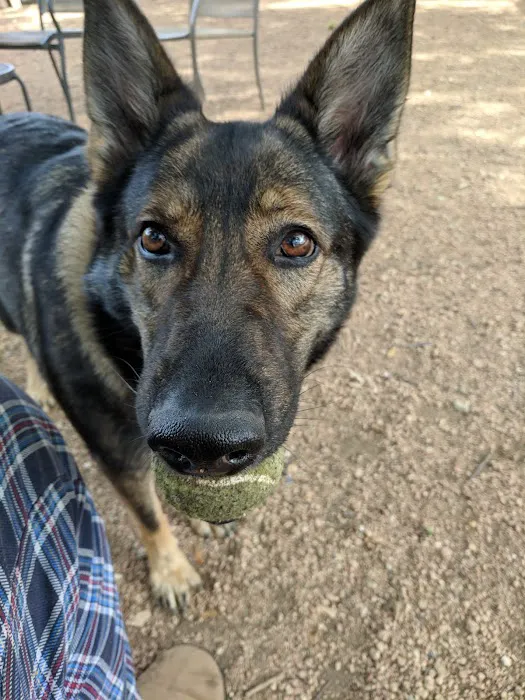 Central Commons Community Dog Park 8