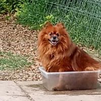 Central Commons Community Dog Park ico