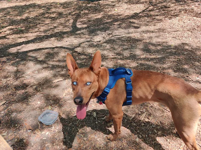 Elmwoof Dog Park 3
