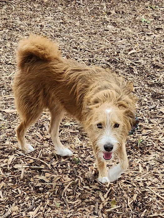 Elmwoof Dog Park 4