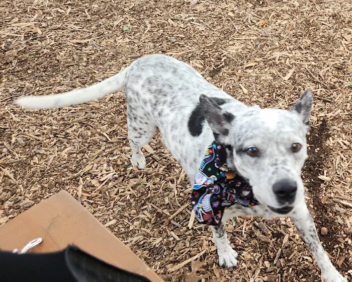 Elmwoof Dog Park 6
