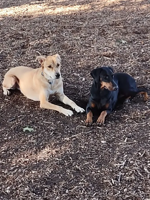 Elmwoof Dog Park 9
