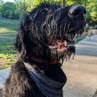 The Village WAG - Exclusive For The Village Residents ico