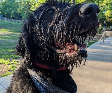 The Village WAG - Exclusive For The Village Residents