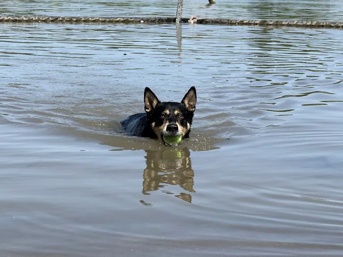 White Rock Lake Dog Park 7