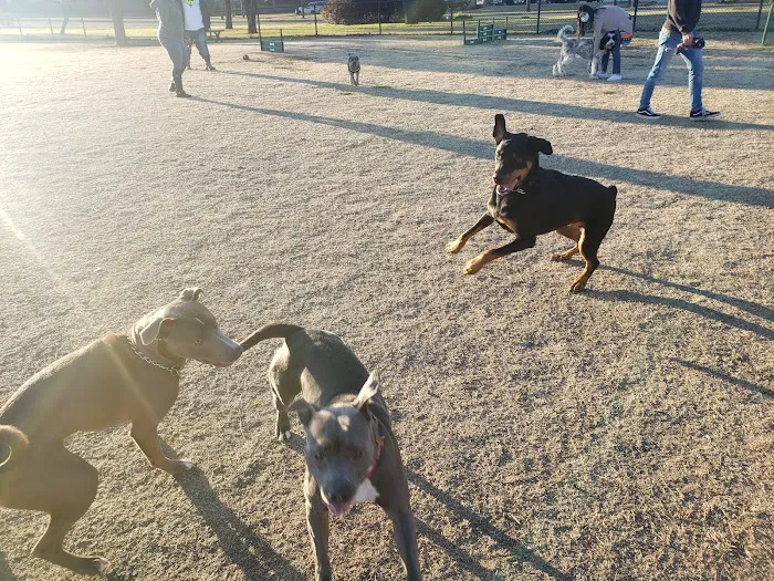 City of Mesquite Dog Park 5