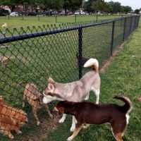 City of Mesquite Dog Park ico