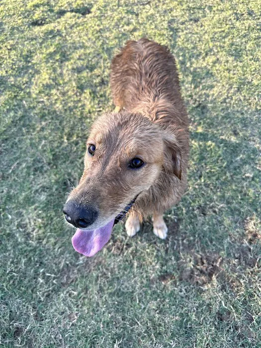 Paws Colinas Dog Park 5
