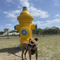 Paws Colinas Dog Park ico
