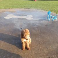 Barney Wood Bark Park ico