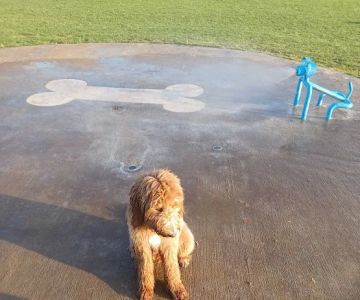 Barney Wood Bark Park