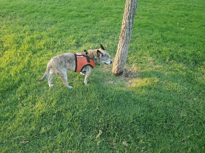 Barney Wood Bark Park 7