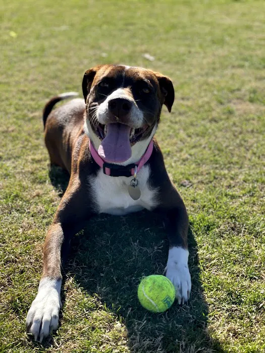 Barney Wood Bark Park 9