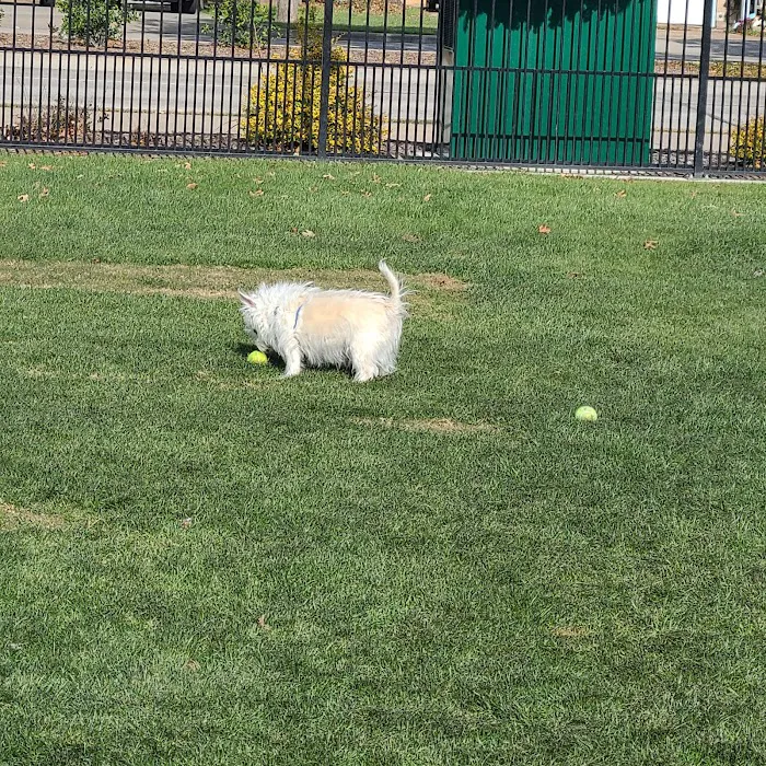 Barney Wood Bark Park 10