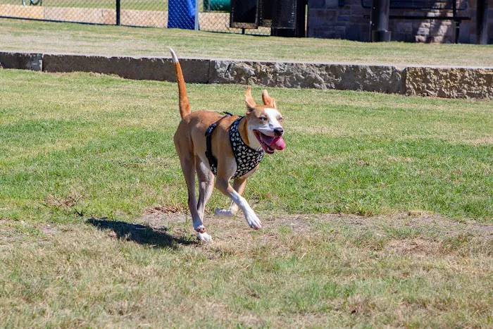 Copeland Dog Park 8