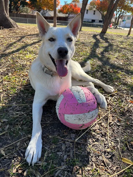 Parkhill Dog Park 9
