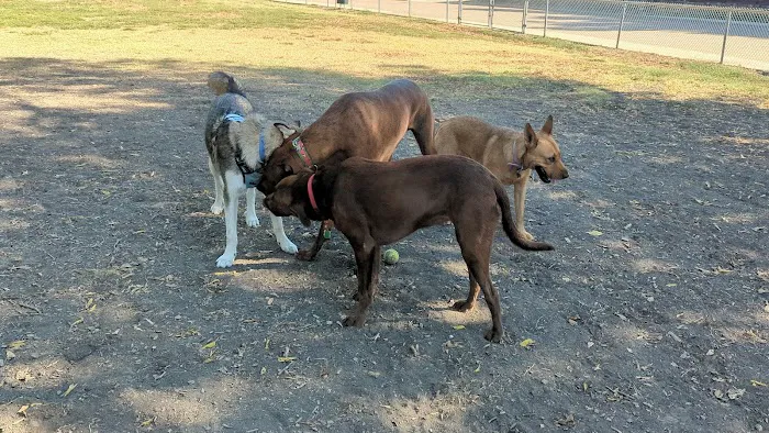 Parkhill Dog Park 3