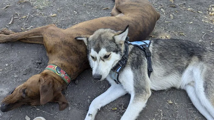 Parkhill Dog Park 7