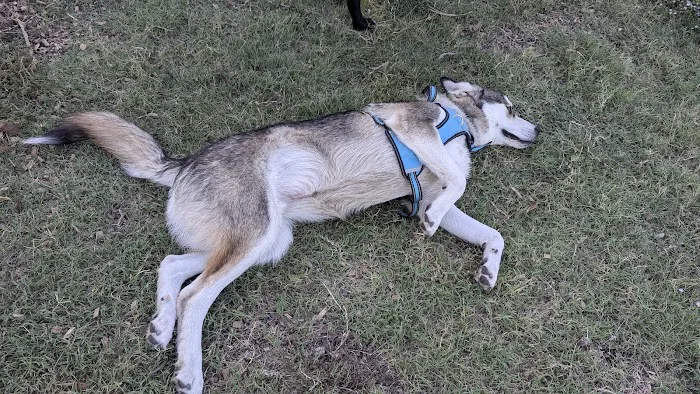 Parkhill Dog Park 6