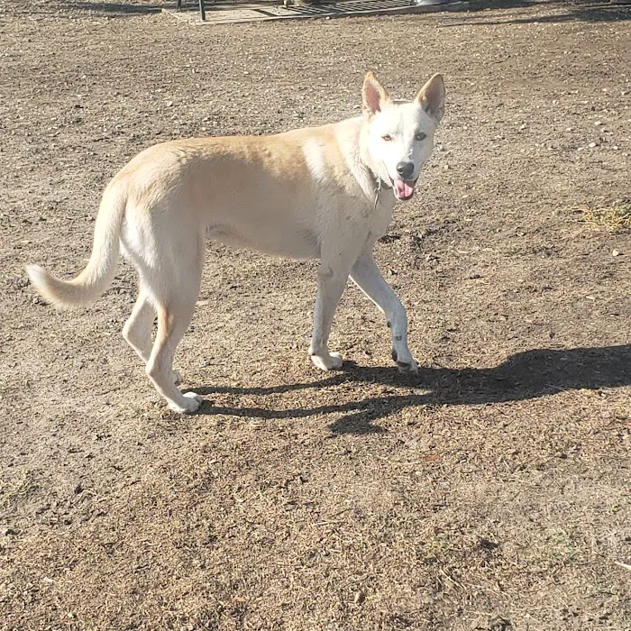 Parkhill Dog Park 8