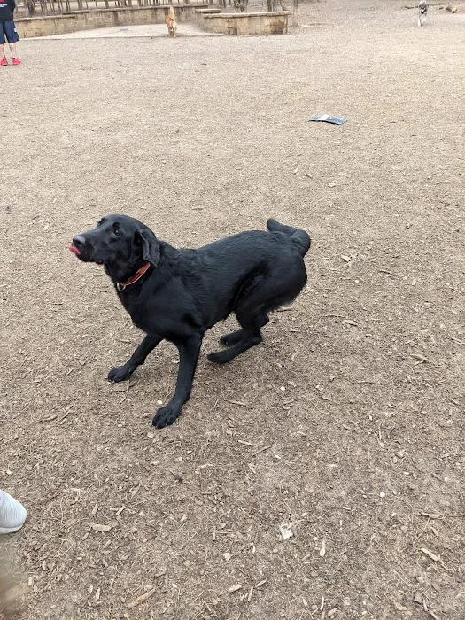 Wagging Tail Dog Park 8