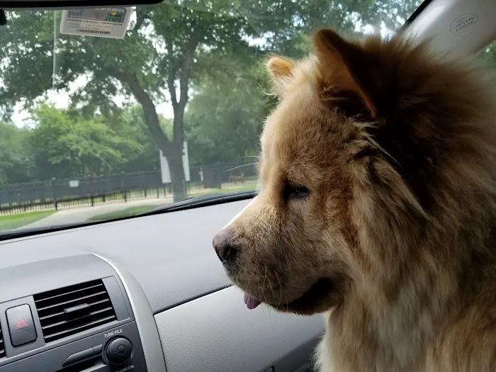 Wagging Tail Dog Park 1