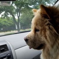 Wagging Tail Dog Park ico