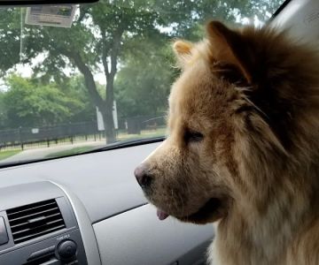 Wagging Tail Dog Park