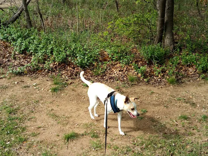Wagging Tail Dog Park 10