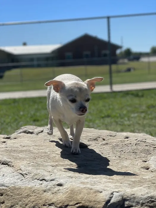 Central Bark Dog Park 6