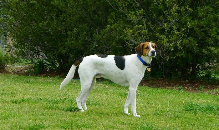 Central Bark Dog Park 4