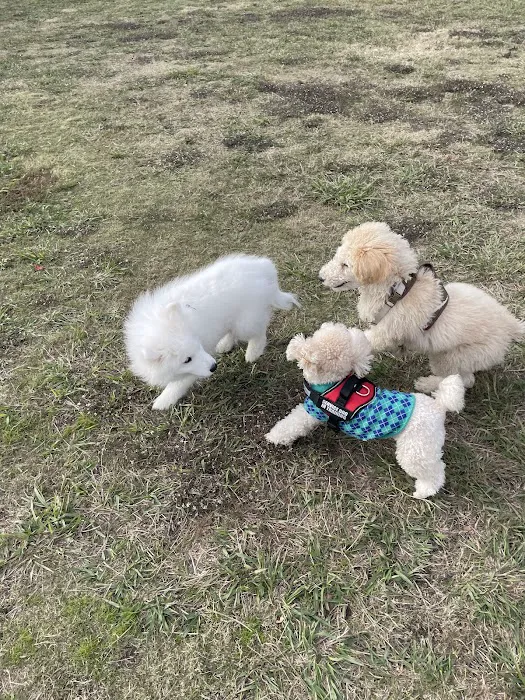 Central Bark Dog Park 9