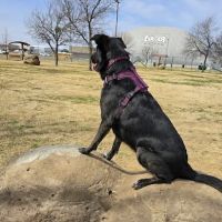 Central Bark Dog Park ico