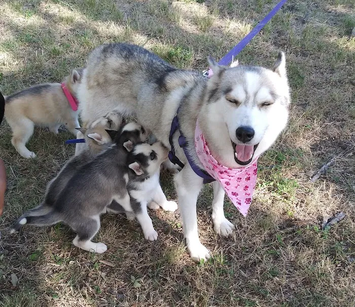Central Bark Dog Park 10