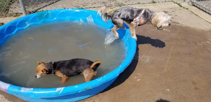 Central Bark Dog Park 2