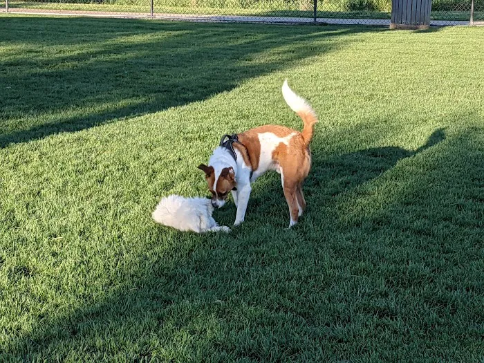 Irving Dog Park 7