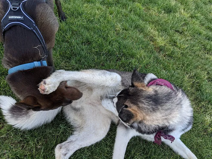 Irving Dog Park 6