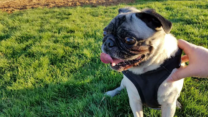 Irving Dog Park 2
