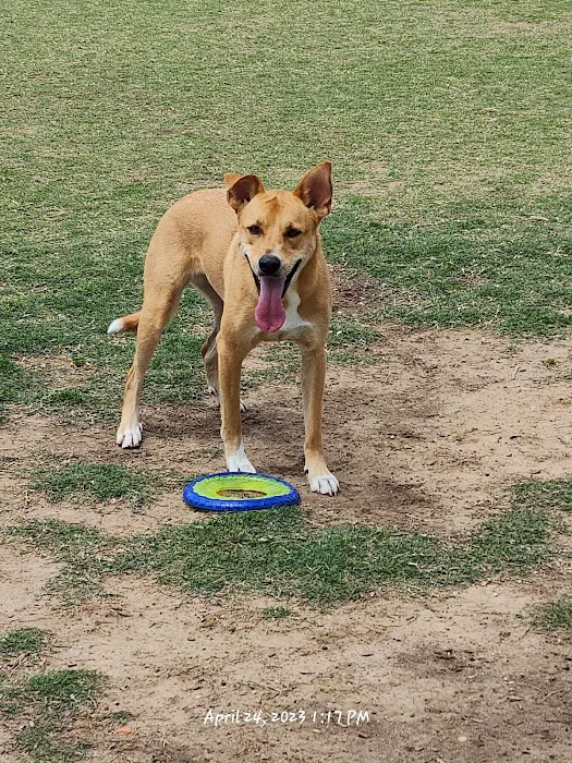 Coppell Dog Park 3