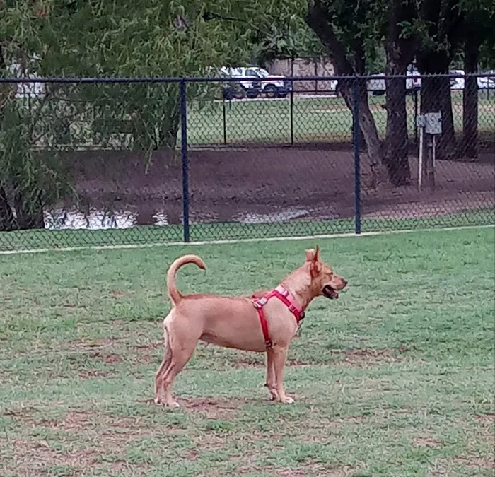McInnish Dog Park 9