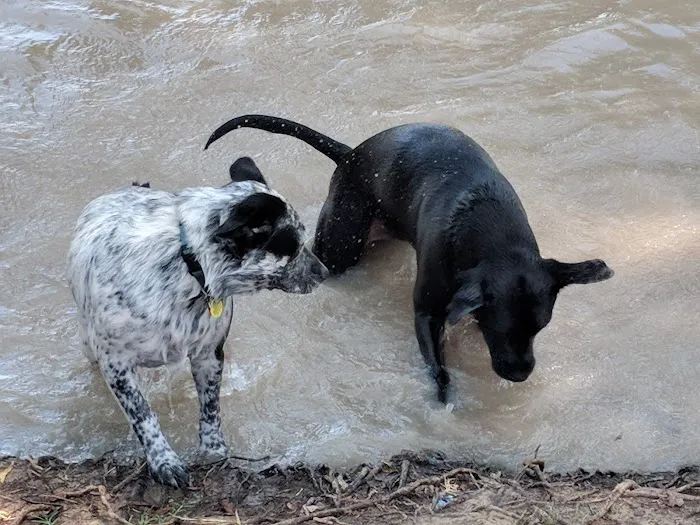 McInnish Dog Park 10